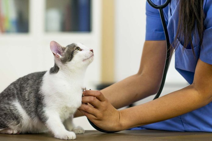 Best Cat Insurance in Ohio Best Cat Insurance in Ohio