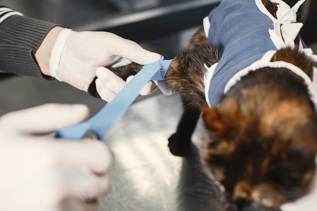 Best Vet Schools in Ohio